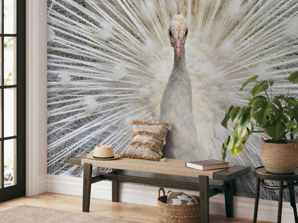 White peacock