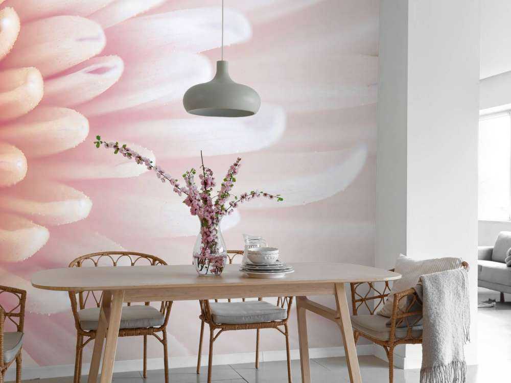 Chrysanthemum petals