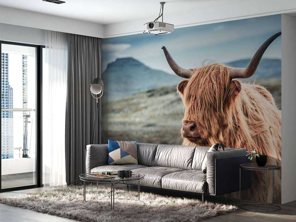 Scottish Highlander in the hills