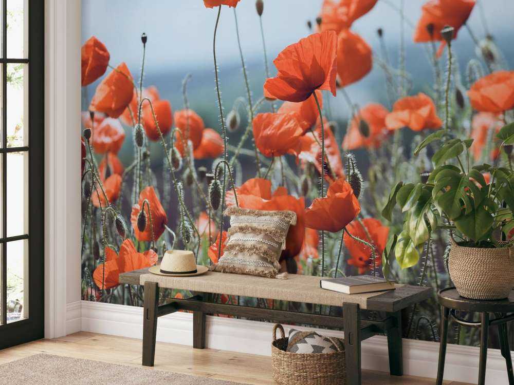 Poppies field