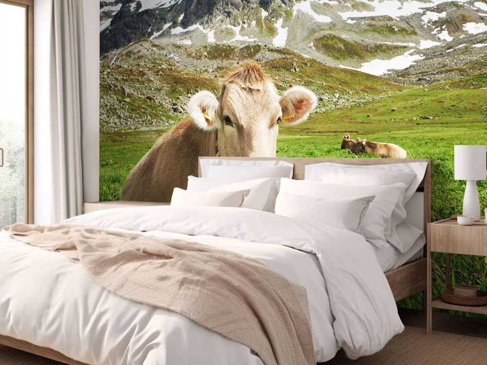 Austrian cow