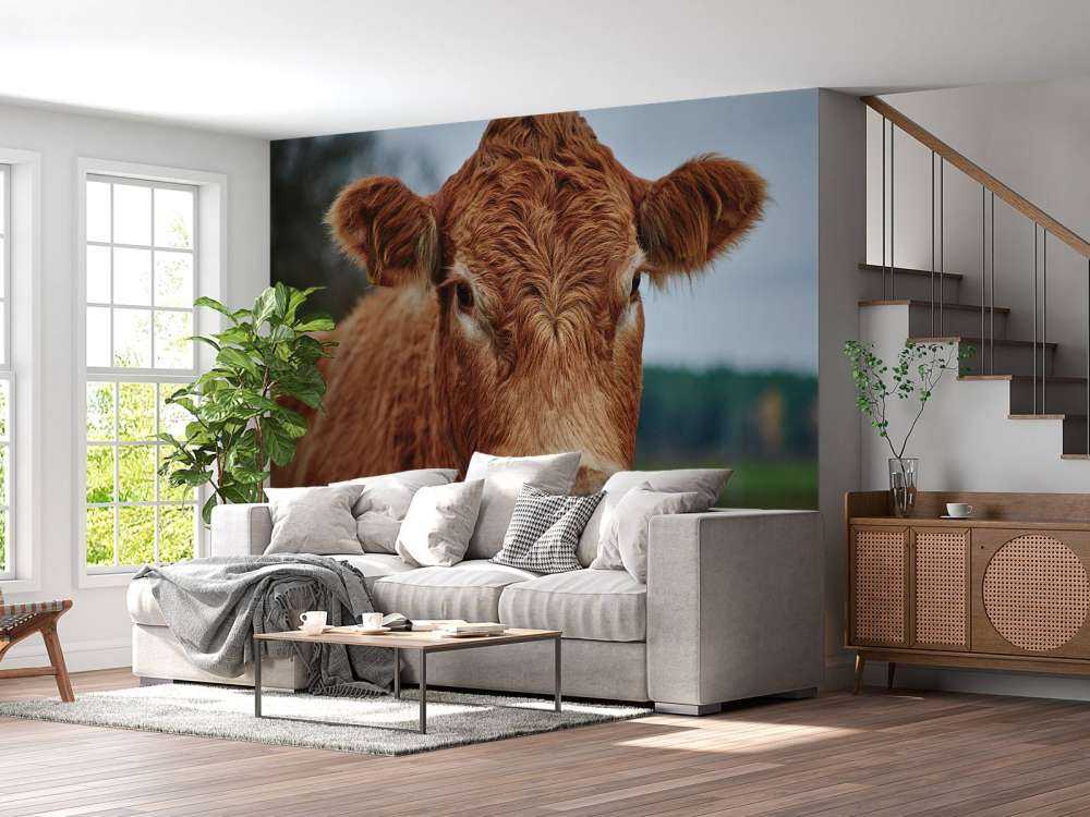Portrait of a cow