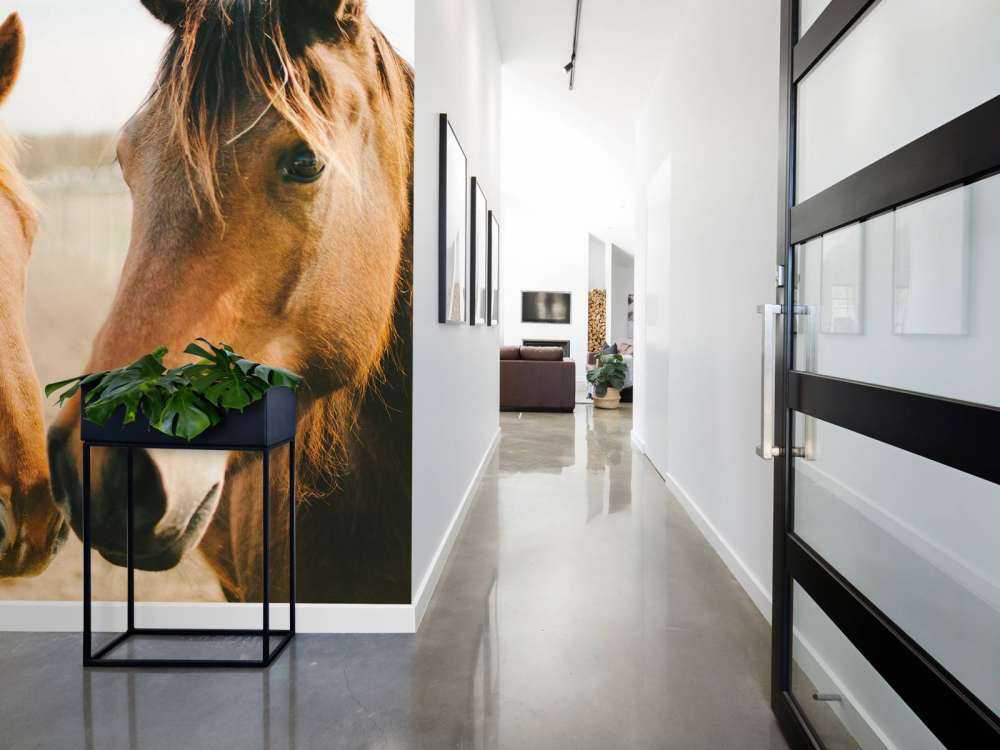 Two horses