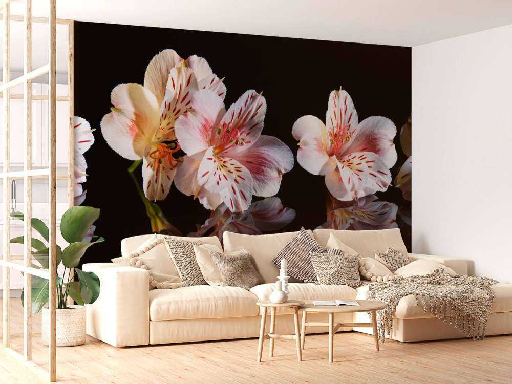 Alstroemeria flowers with reflection