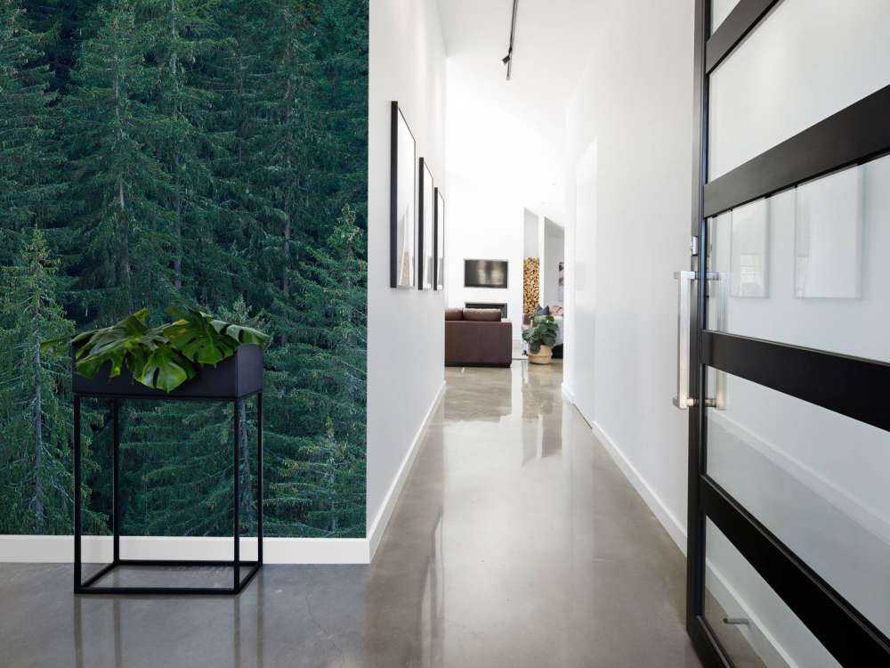 Conifers with pine cones