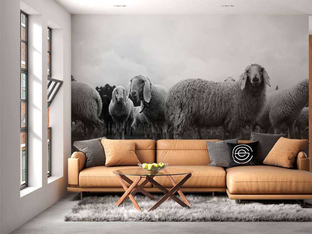 Flock of sheep in black and white