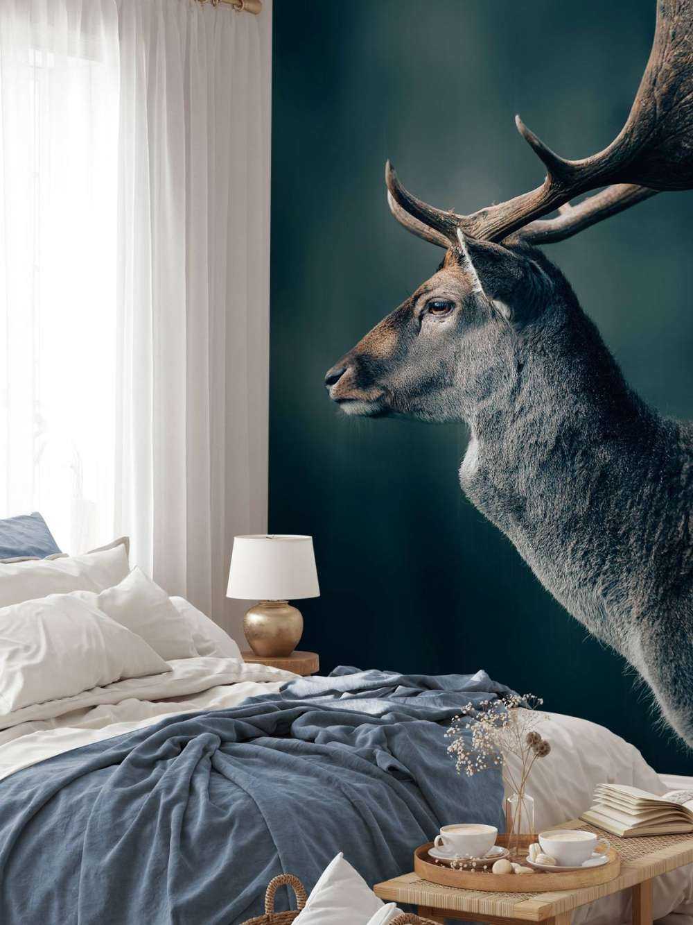 Fallow deer close-up