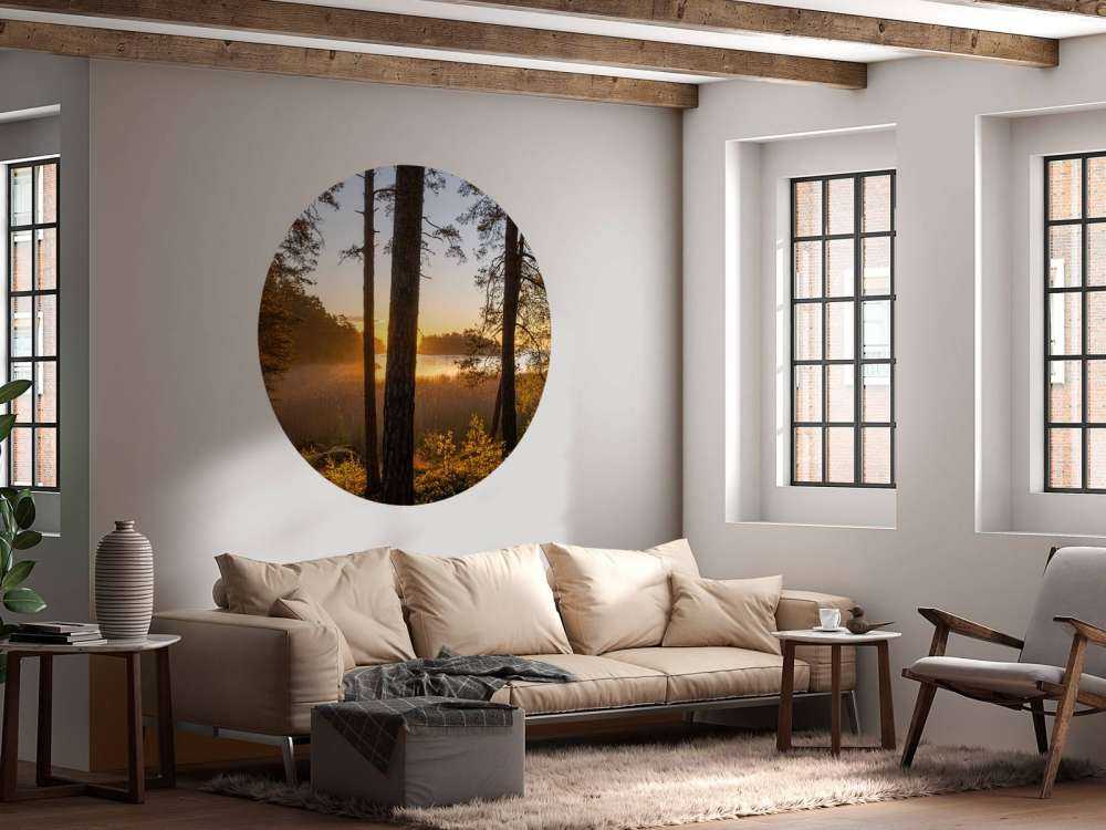 Forest during sunset