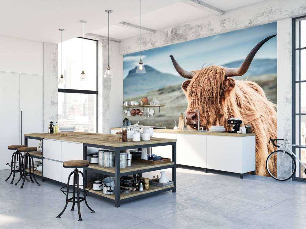 Scottish Highlander in the hills