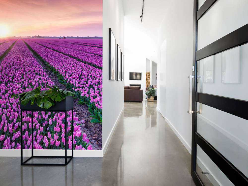 Tulip field at sunrise