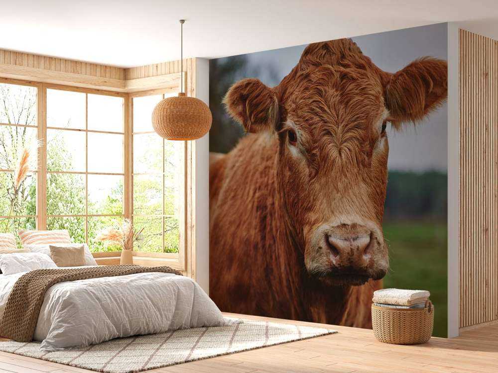 Portrait of a cow