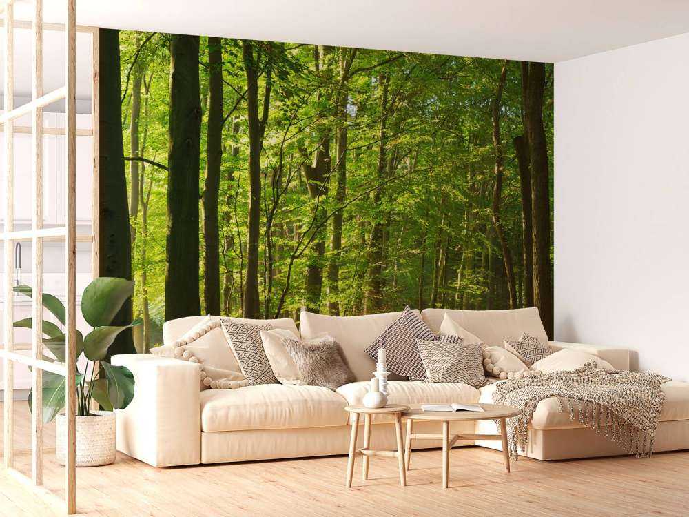 Sunny road through a forest