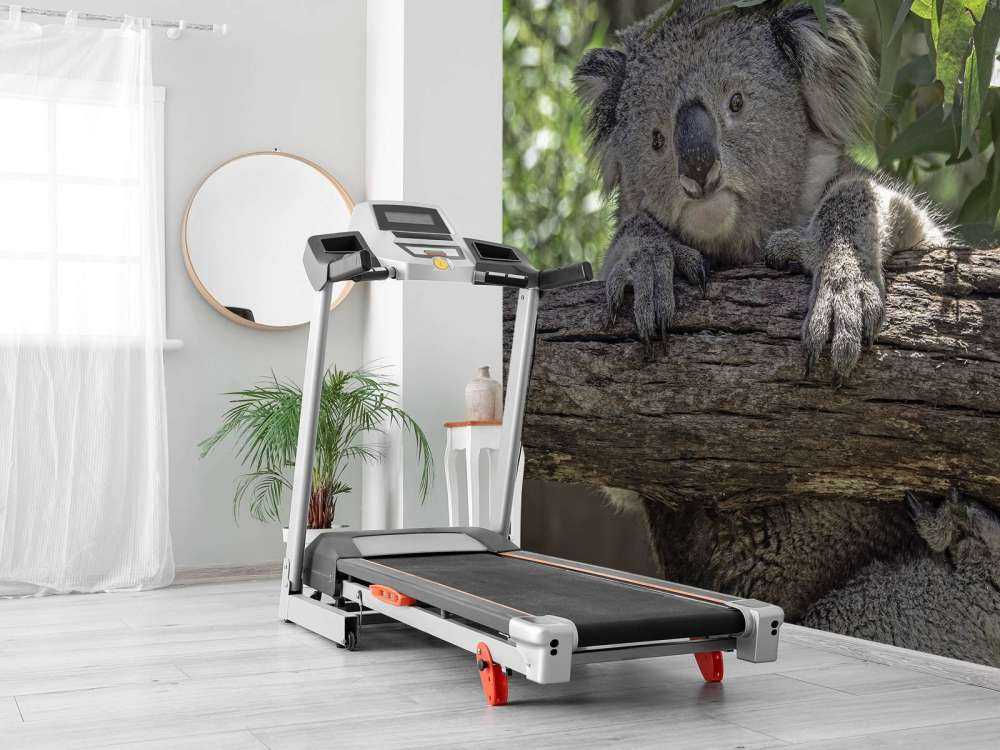 Cute koala