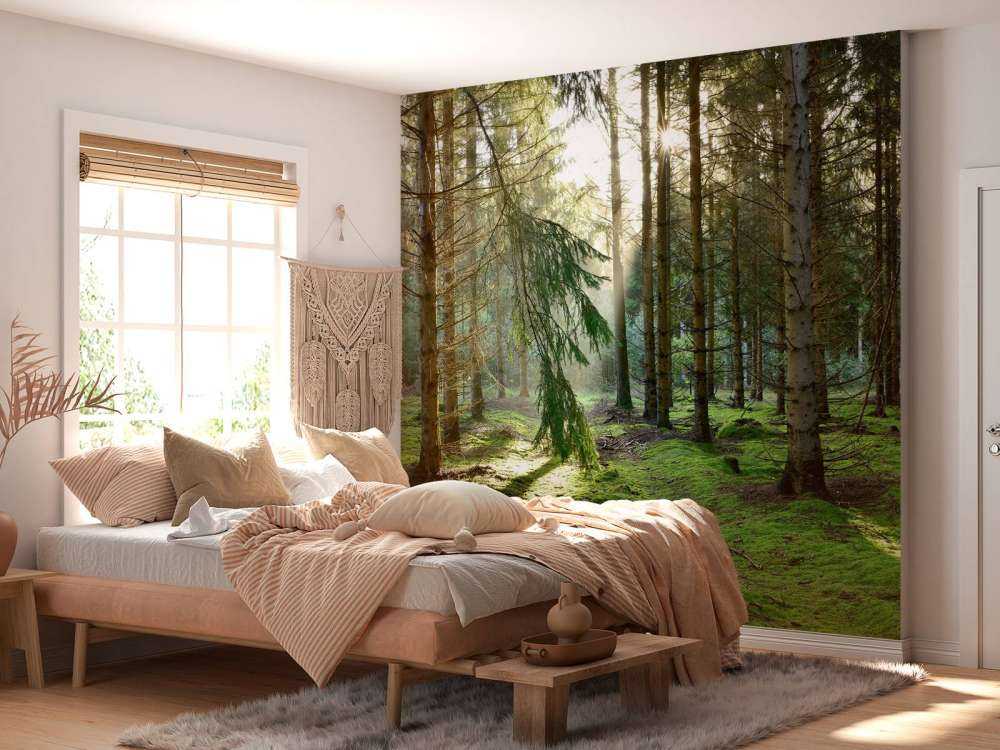 Coniferous forest in the morning sun