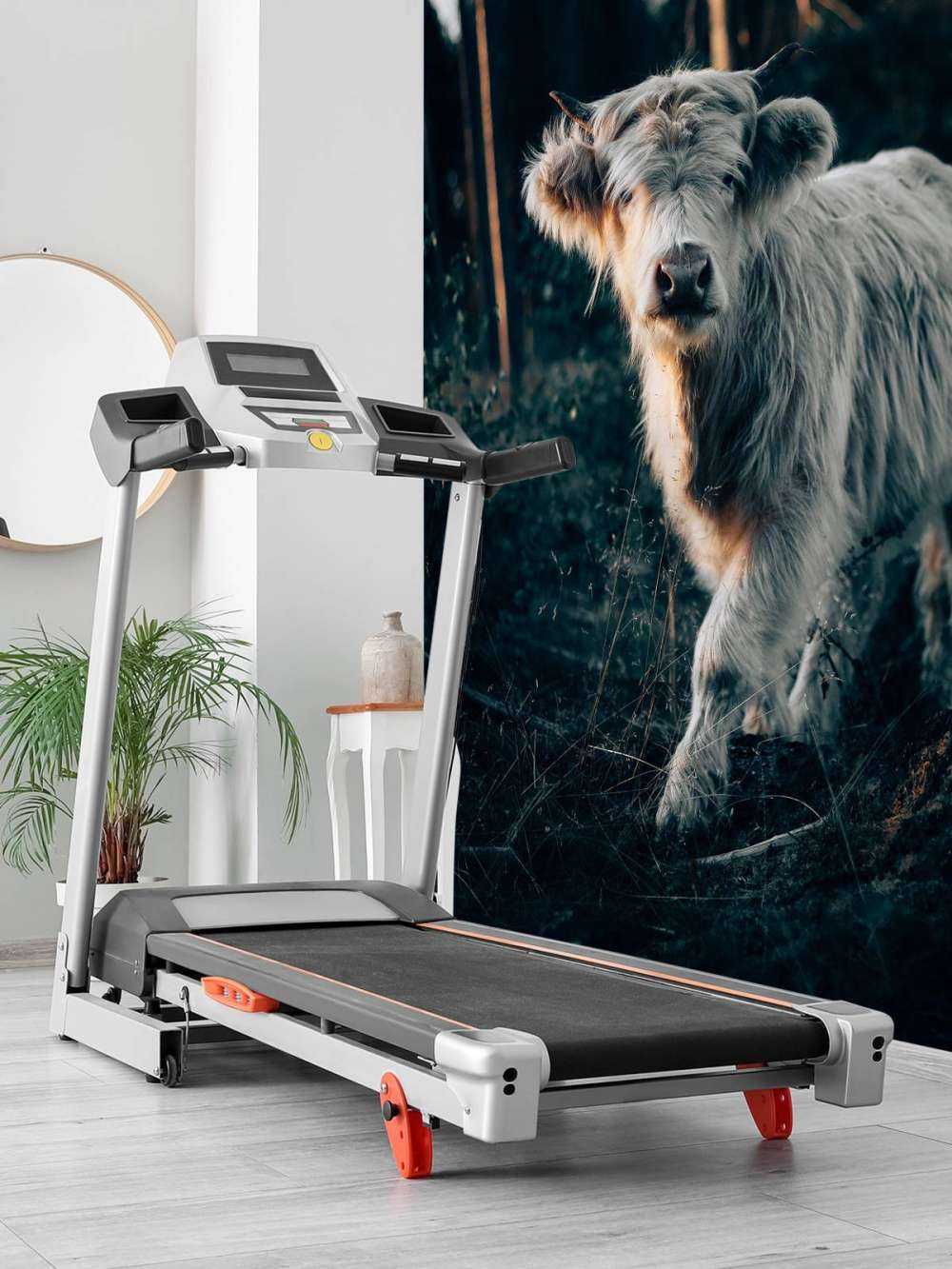 Scottish Highlander calf