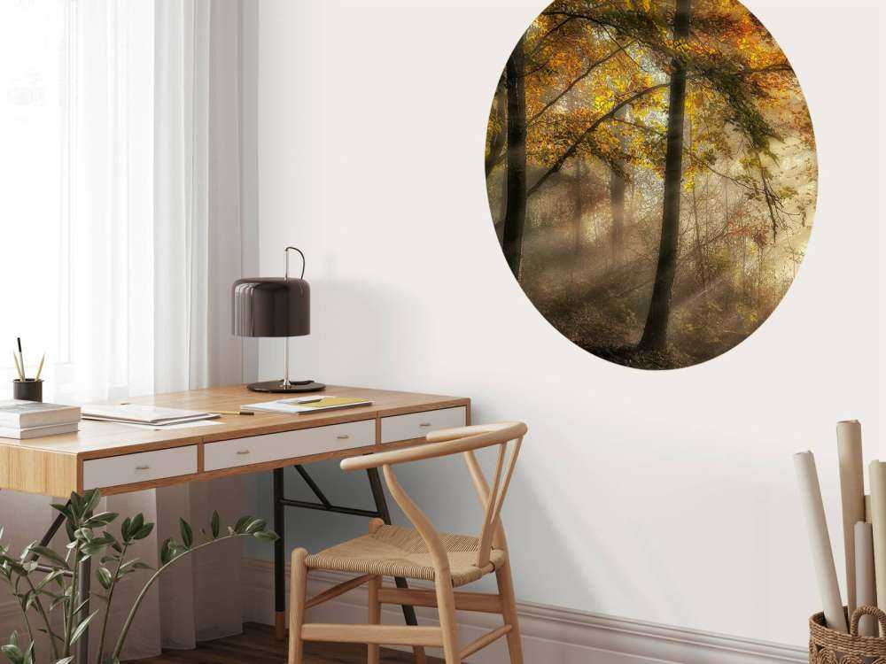 The lights of the forest