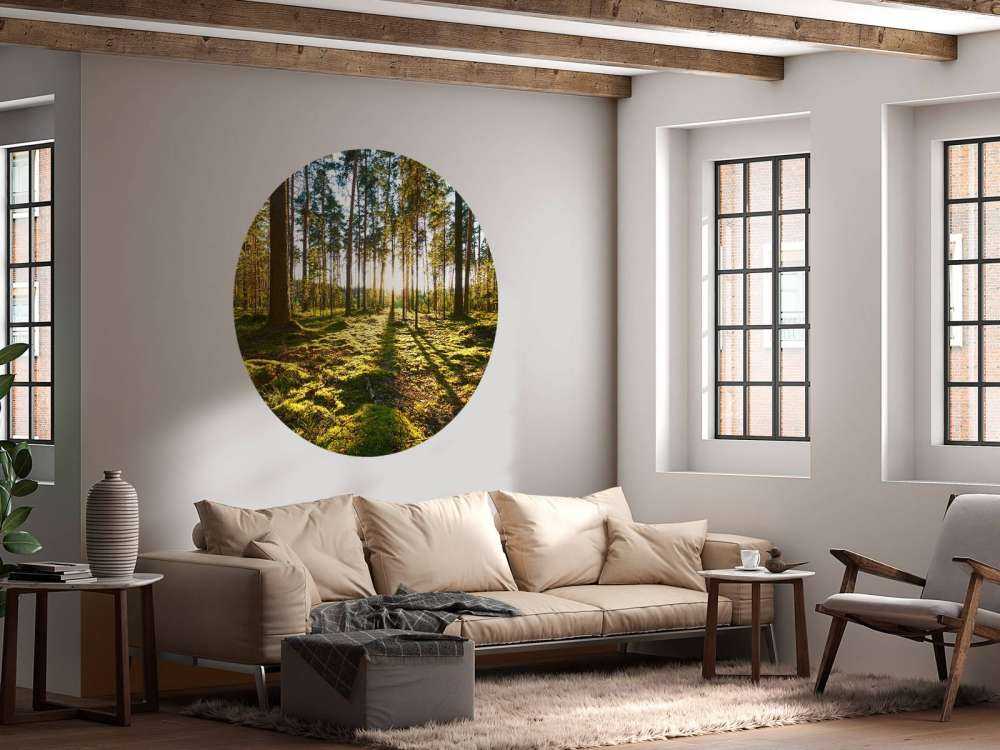 Pine forest