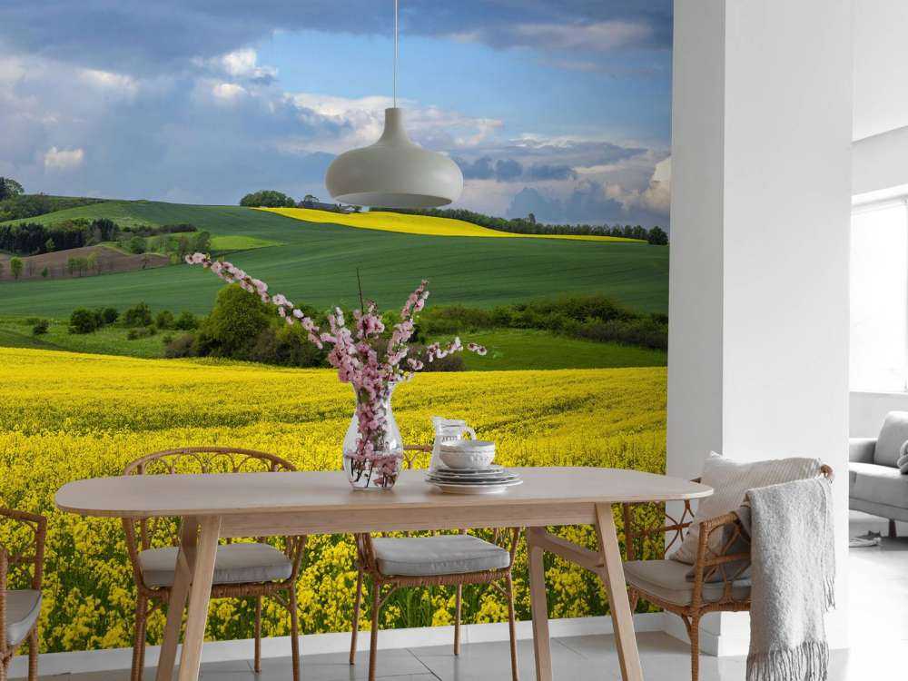 Rapeseed field