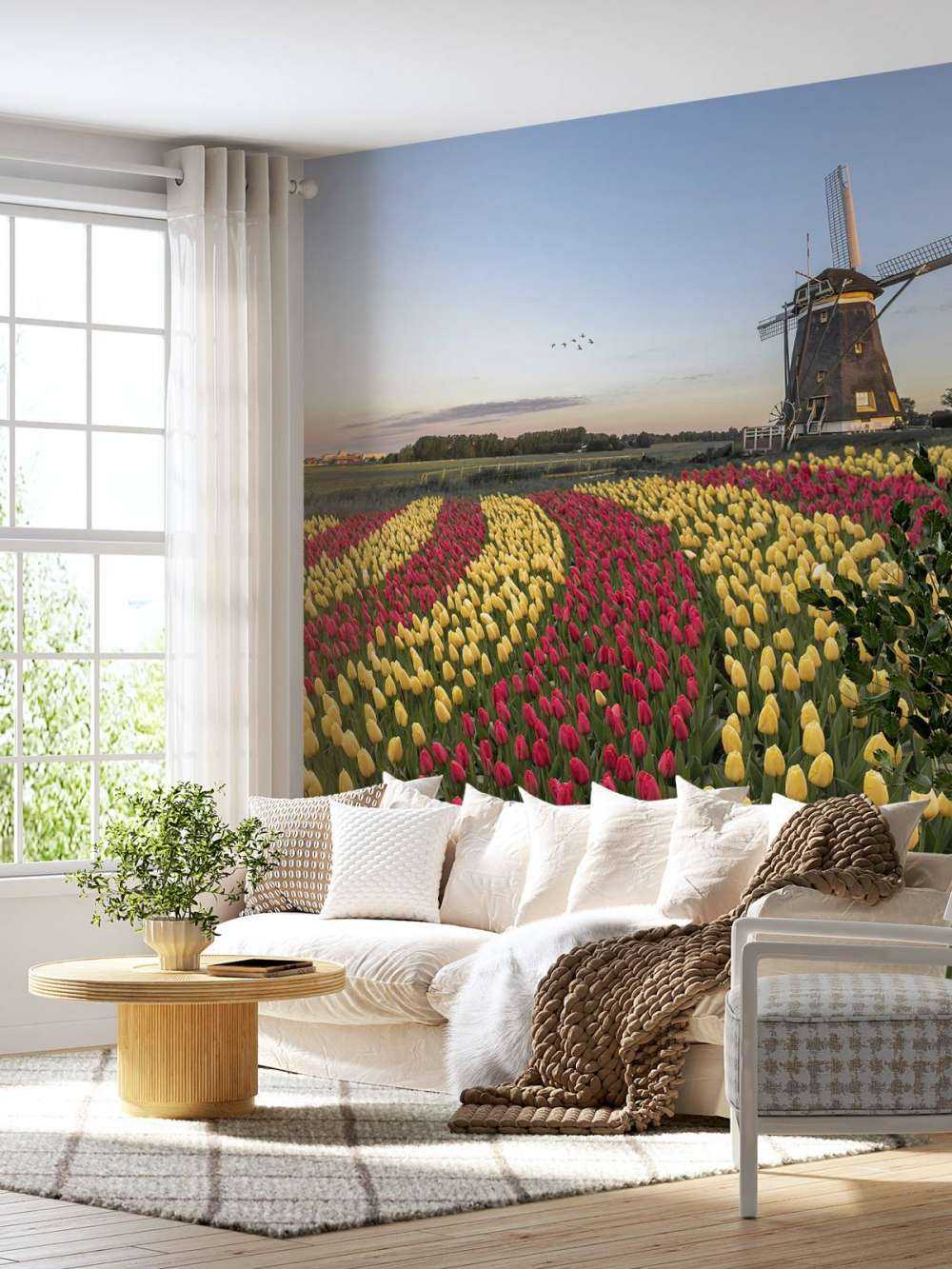 Dutch tulip field