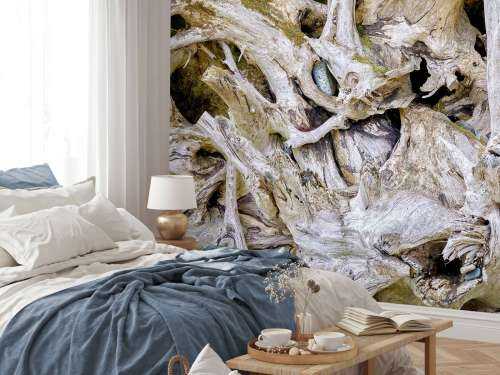Tree roots 