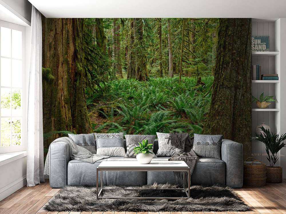 Ferns and trees 