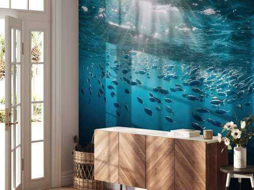 School of fish