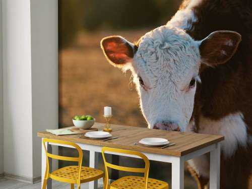 Calf portrait