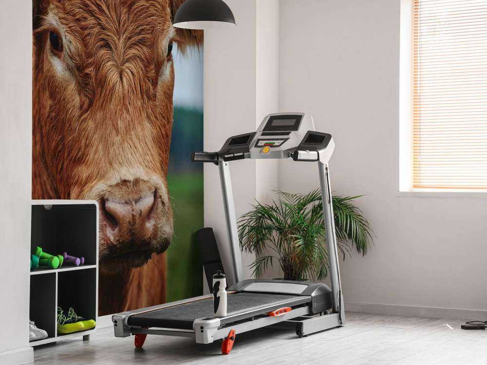 Portrait of a cow