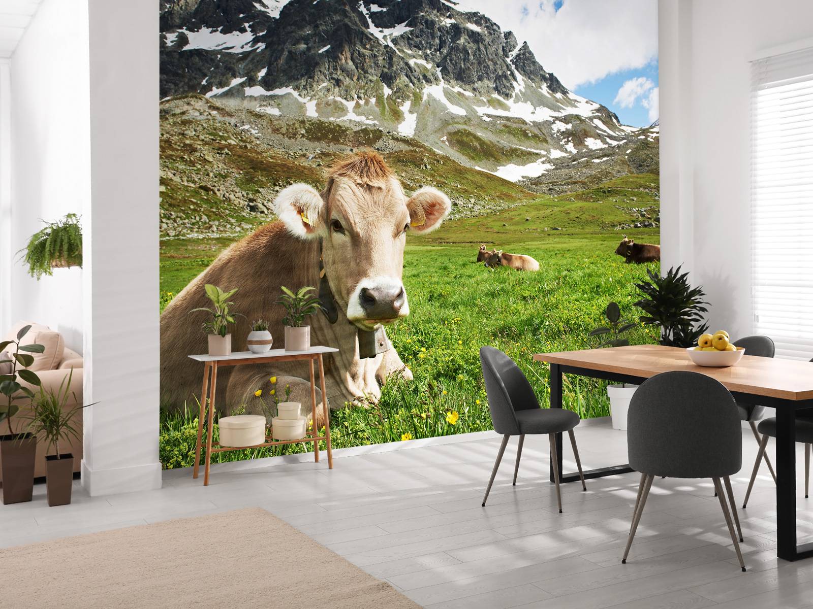 Austrian cow