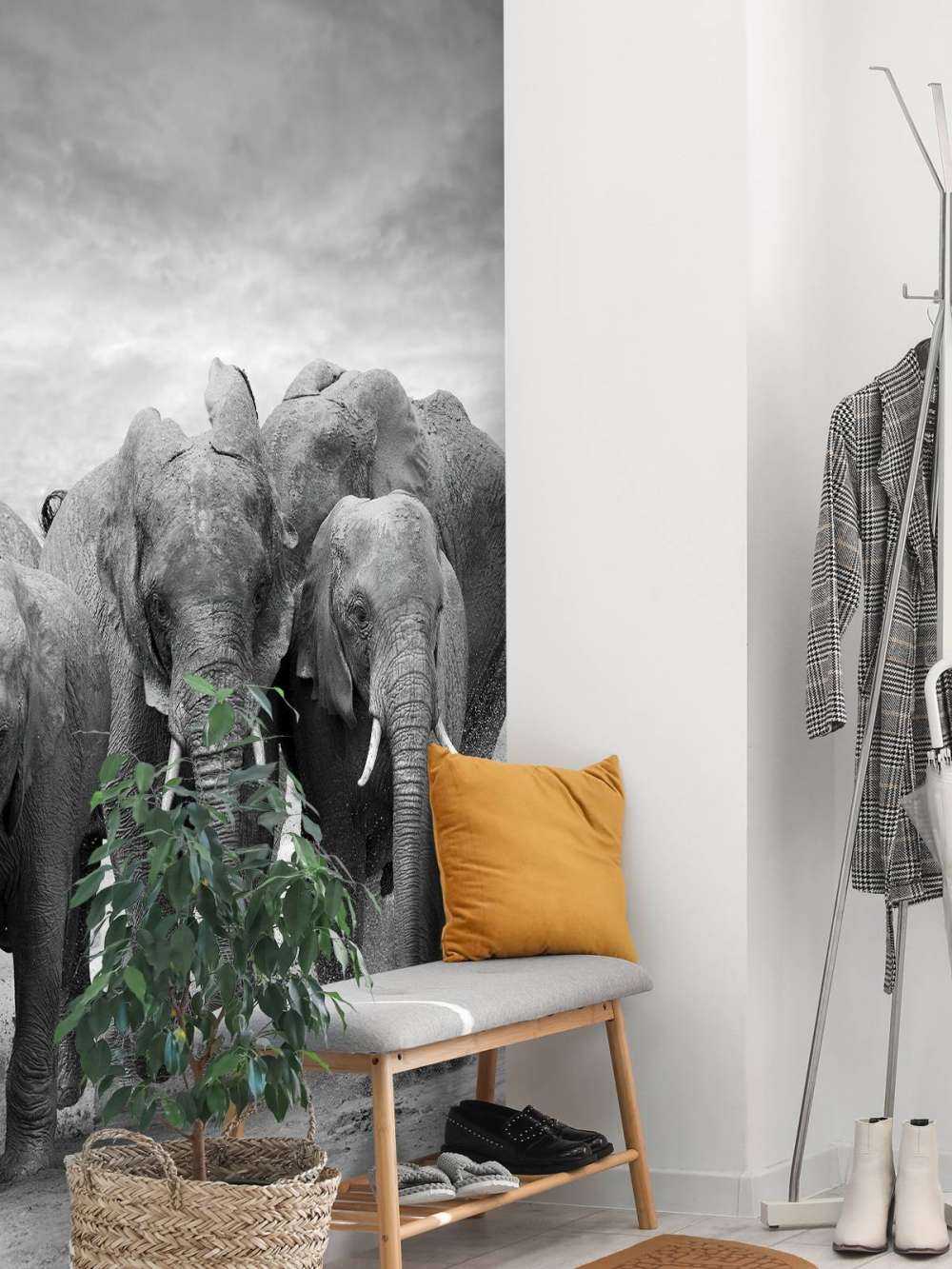 Herd of elephants
