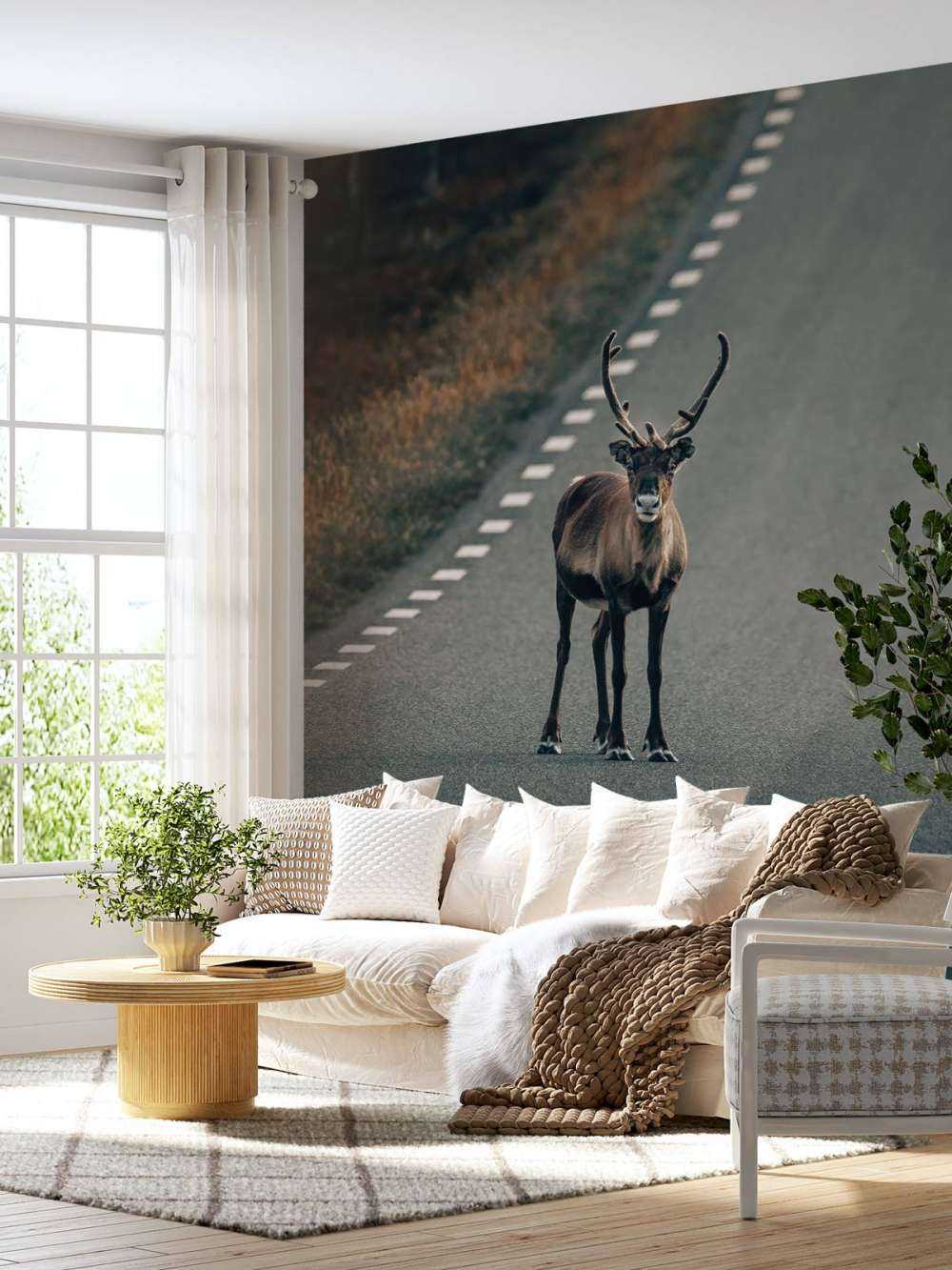 Reindeer on the road