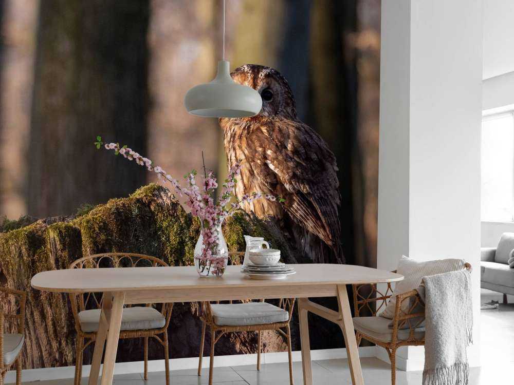 Little owl on a broken tree