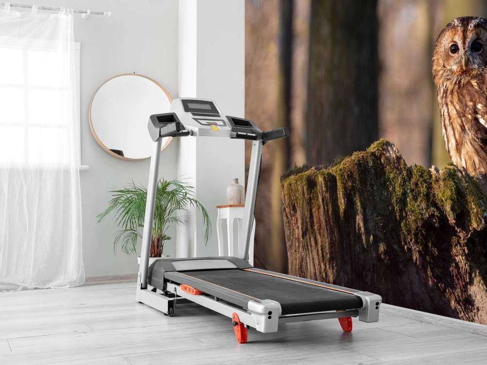 Little owl on a broken tree