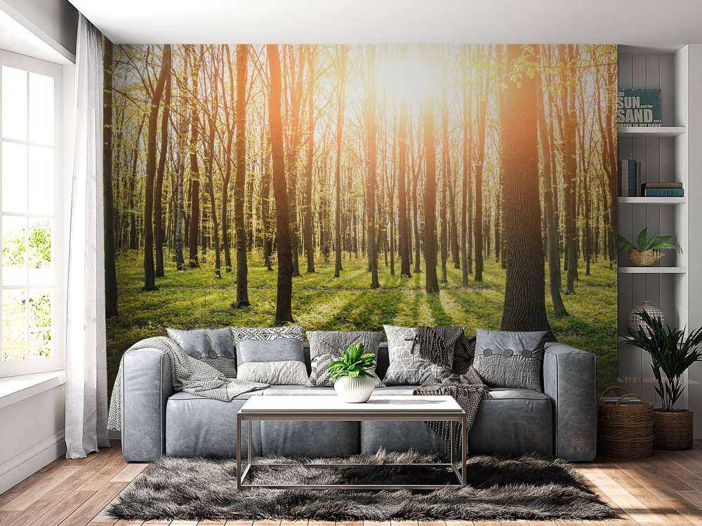 Evening sun in a forest