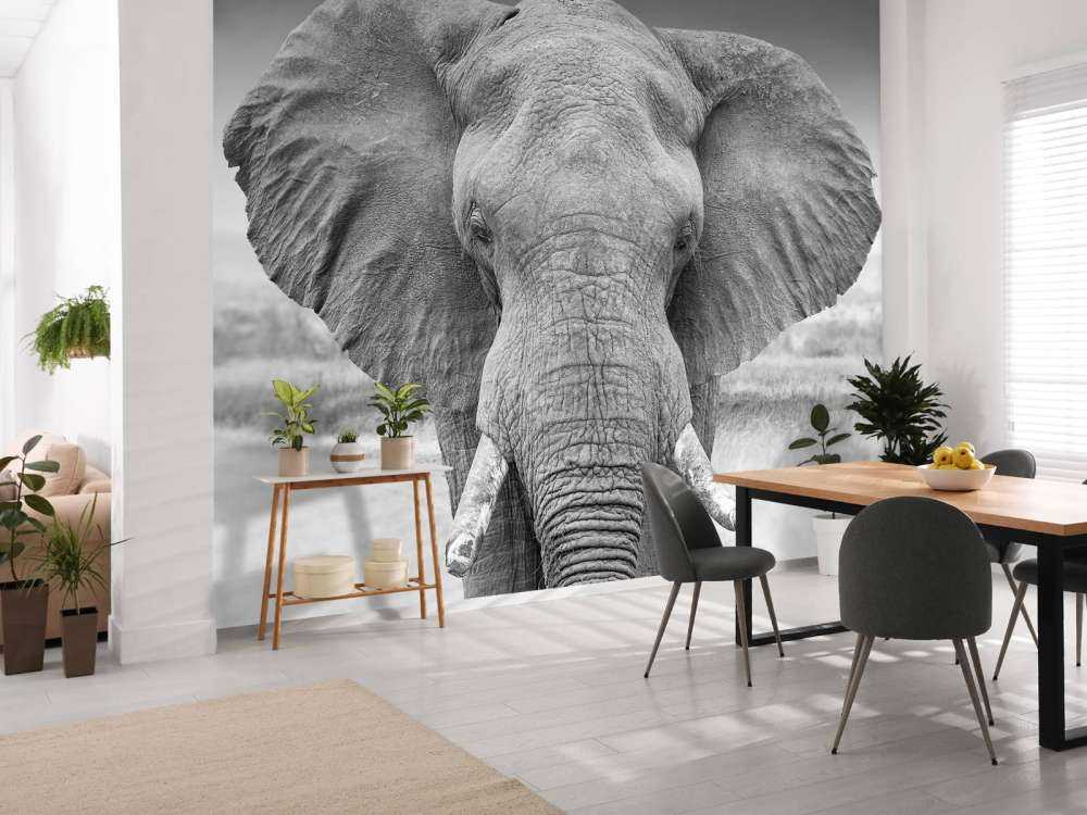 Elephant black and white