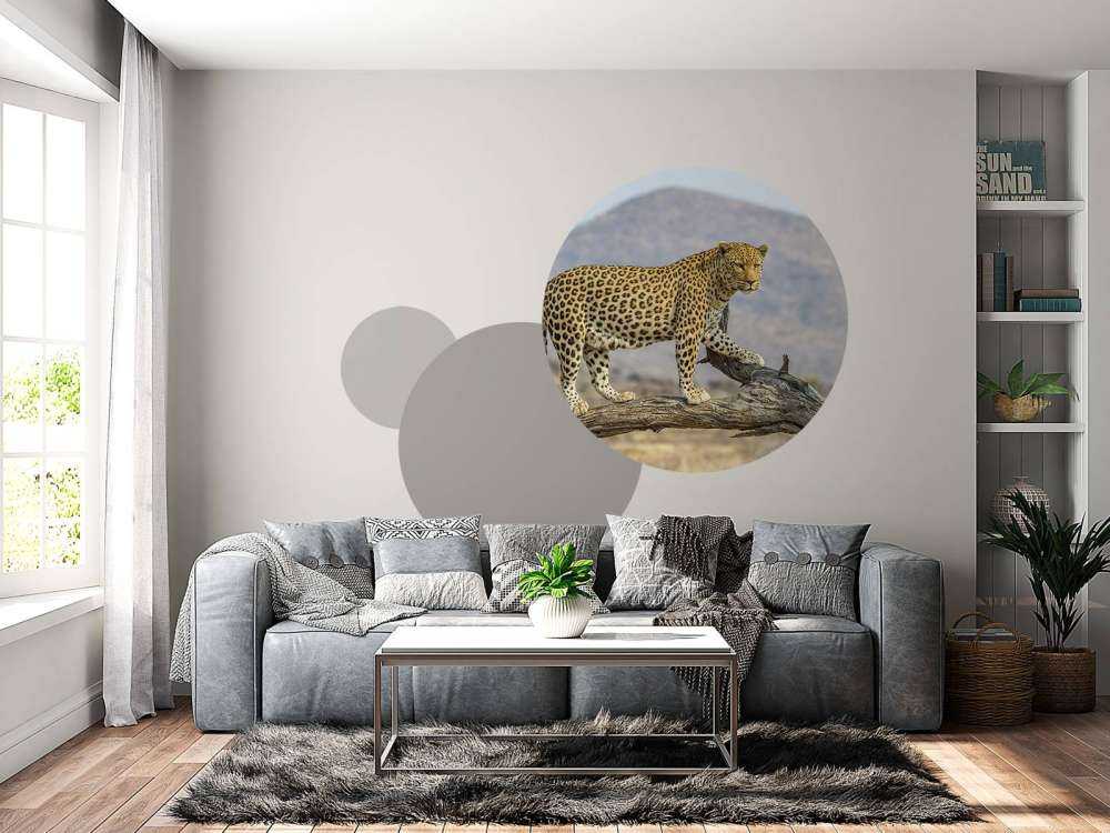 Leopard in Namibia