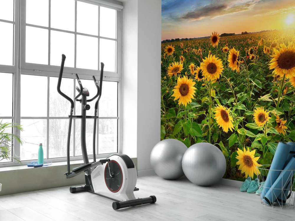 Beautiful field of sunflowers