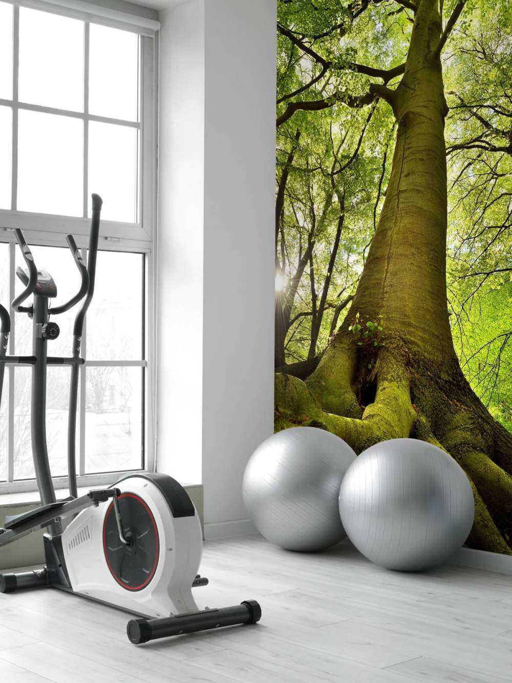 Large tree and roots