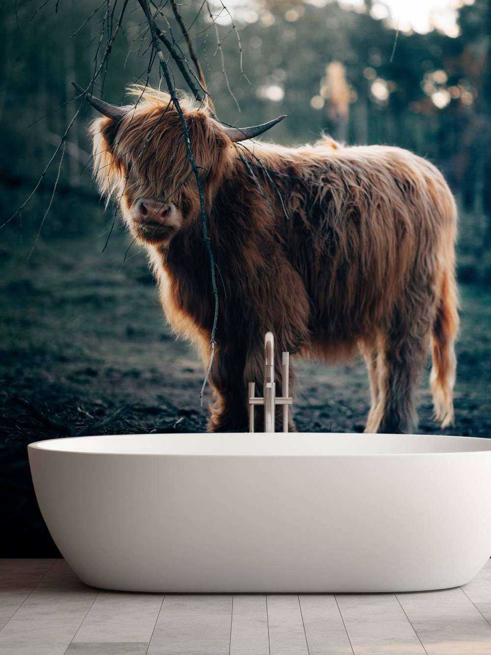 Scottish Highlander on the edge of the woods