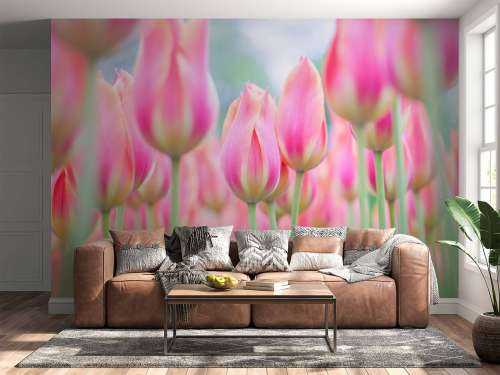 Close-up pink tulips