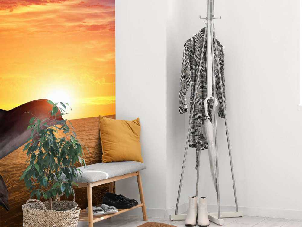 Dolphins in evening sun