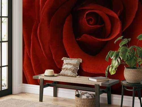 Close-up red rose