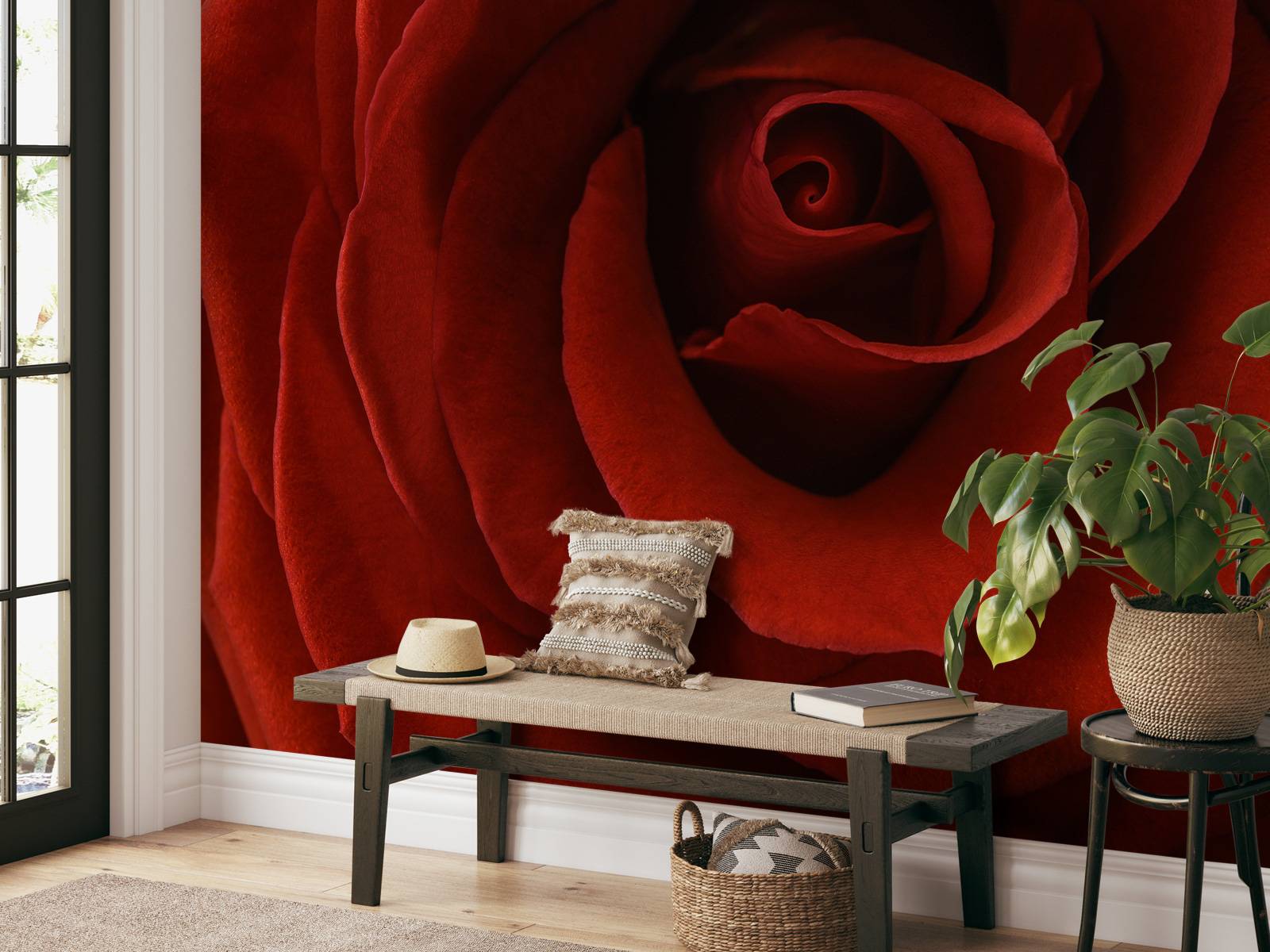 Close-up red rose