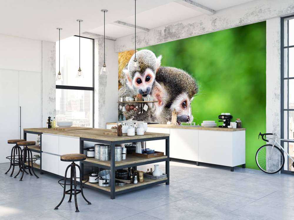 Squirrel monkeys