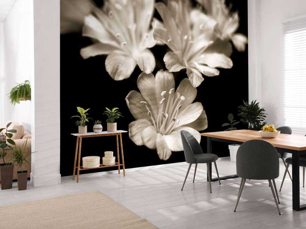 Lewisia blossom close-up