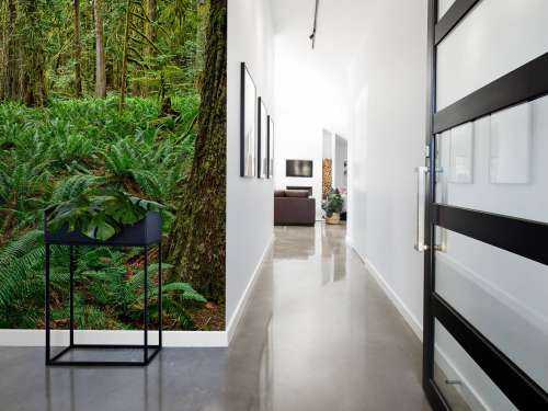Ferns and trees 