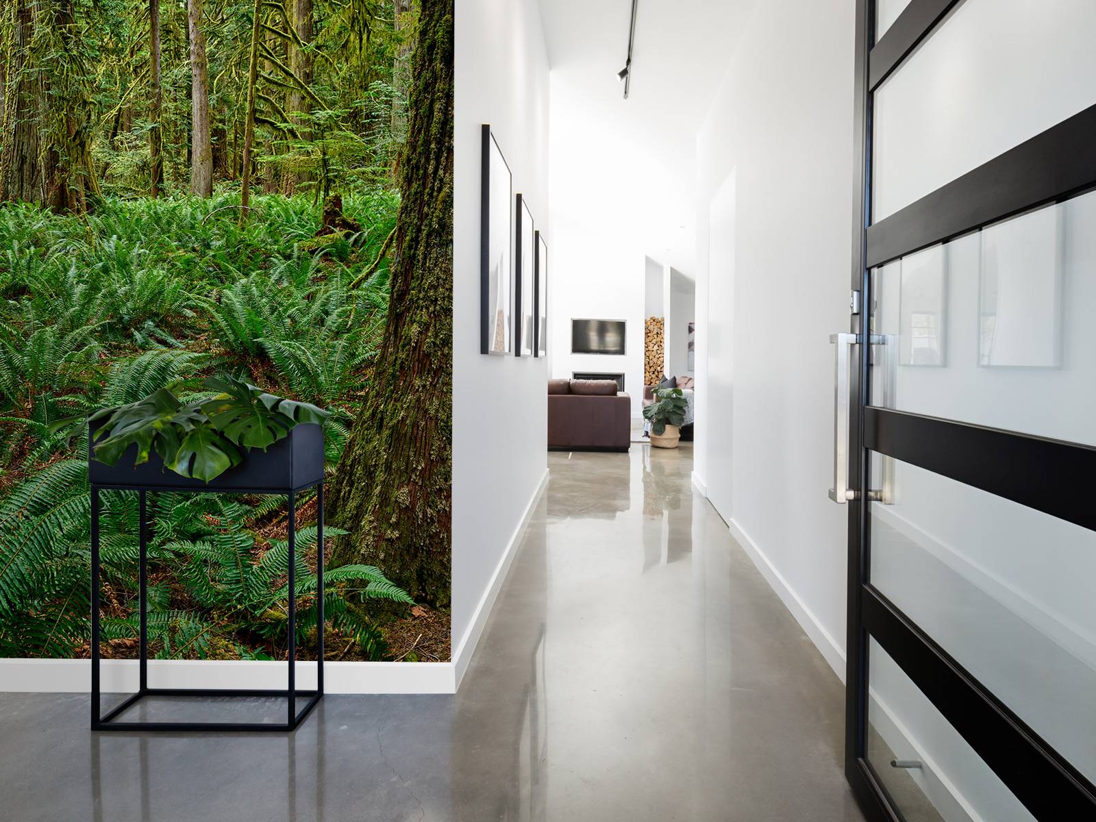Ferns and trees 