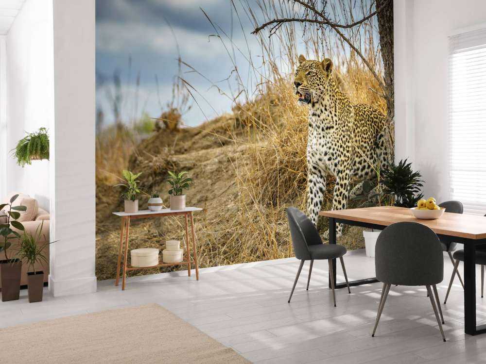 Leopard on the lookout