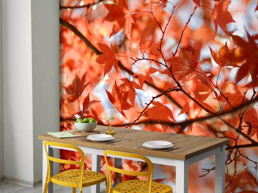 Colourful Autumn Leaves