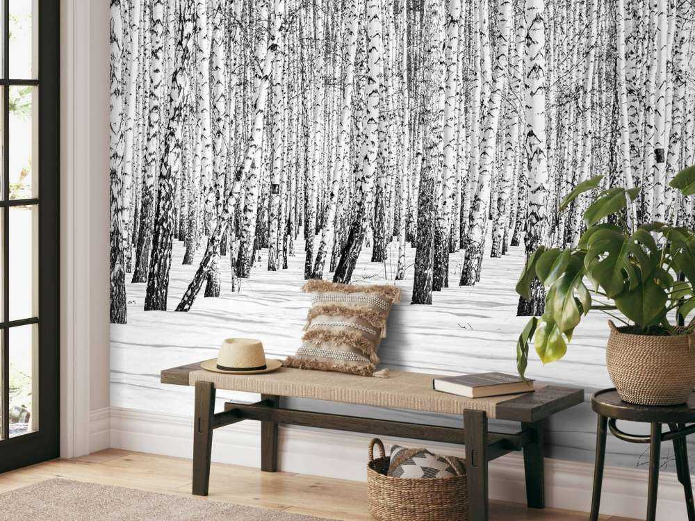 White birch forest